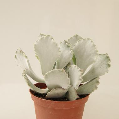 Cotyledon undulata